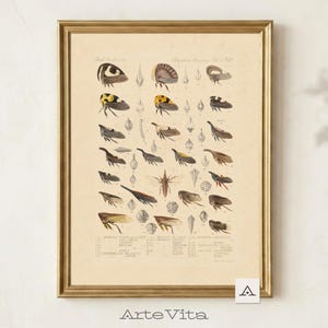 Treehopper Drawing Print, Vintage Entomology Poster, Natural History Giclée Wall Art