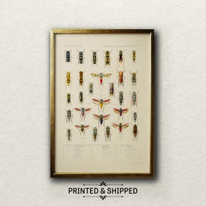 Vintage Insekt Giclée Druck: Dark Academia Decor, Tettigonia Kunst