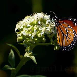Monarch Butterfly Photo Print - Quiet Serenity, Butterfly Wall Art for Home Decor