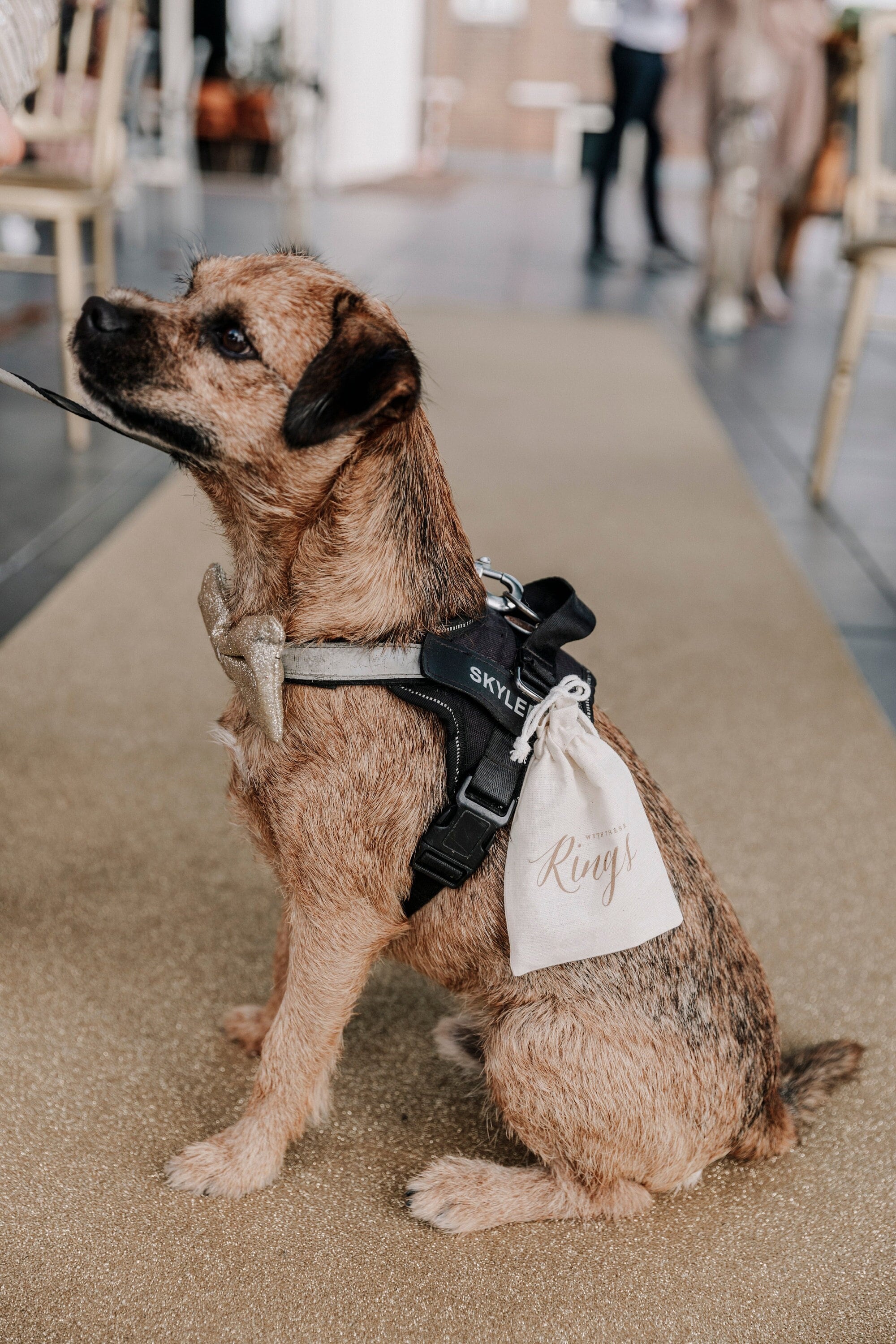 Wedding ring holder for dogs sale