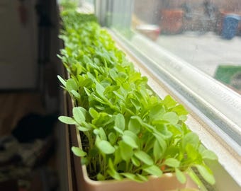 WindowSill Planter | Microgreens Kit | Herbs & Edible Flowers