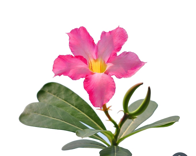 Pink Desert Rose Digital Print - Tropische Blumen Wandkunst / Botanische Fotografie zum Sofort-Download