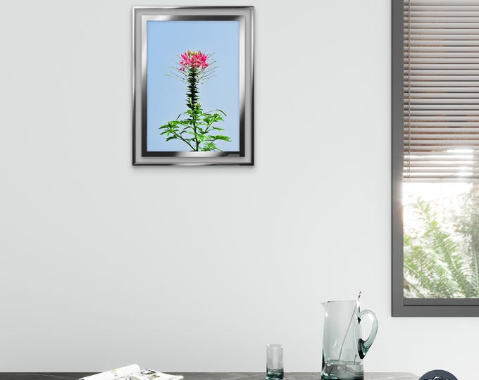 Pink Spider Flower Wall Art – Minimal Botanical Print, Cleome Photography, Nature Aesthetic Wall Decor, VietArtworks Printable
