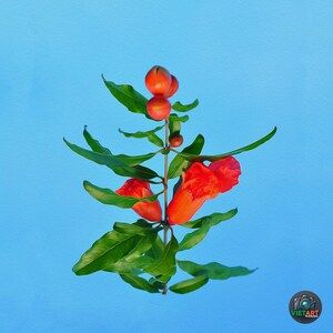 Pomegranate Flower Print - Botanical Wall Art - Red Bloom Poster - Nature Decor - Printable Art