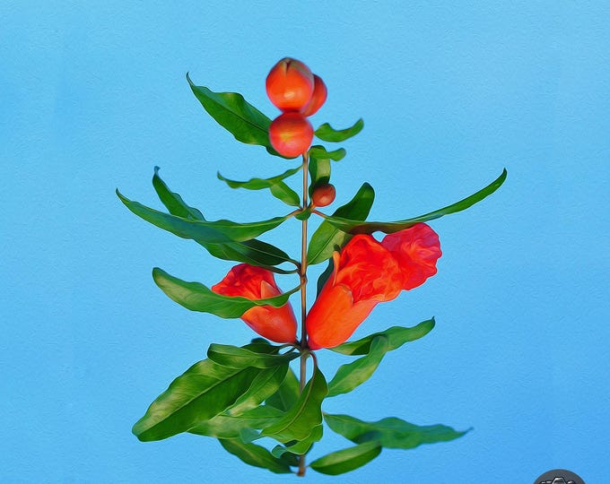 Pomegranate Flower Print - Botanical Wall Art - Red Bloom Poster - Nature Decor - Printable Art