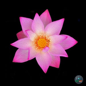 Art mural fleur de lotus rose - Gelbe Blume Kunstdruck - Fleur de lotus rose - Fleur