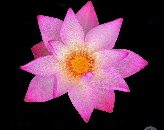 Pink Lotus Flower Wall Art - Gelbe Blume Kunstdruck - Fleur de Lotus Rose - Flower Stock Photo