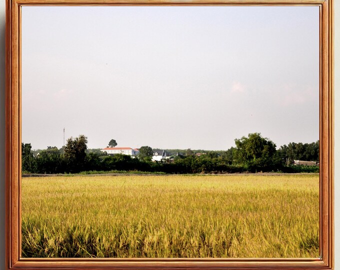 Golden Harvest - Rice Field Painting for Living Room and Kitchen