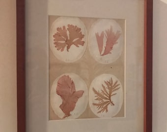 Lovely trio of antique watercolors