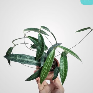 Rare Hoya Hypolasia, Tropical Indoor Plant, Easy Care Houseplant for Home Decor