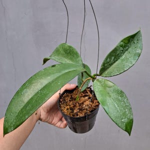 Hoya Monetteae Unique Tropical Plant