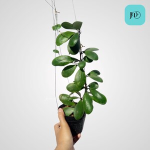 Hoya Incurvula pianta tropicale unica