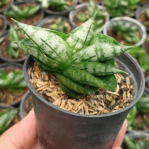 Sansevieria Boncel Plant Unique Snake Plant