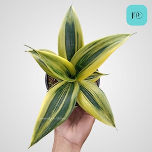 Sansevieria Gold Flame Plant Unique Foliage
