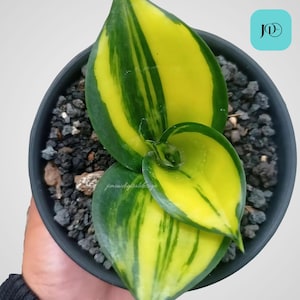 Sansevieria Green Mould Variegated Unique Plant