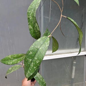 Hoya Clemensiorum Borneo Green Splash Einzigartige Tropische Pflanze