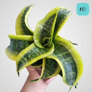 Sansevieria twisted sister - Etsy 日本