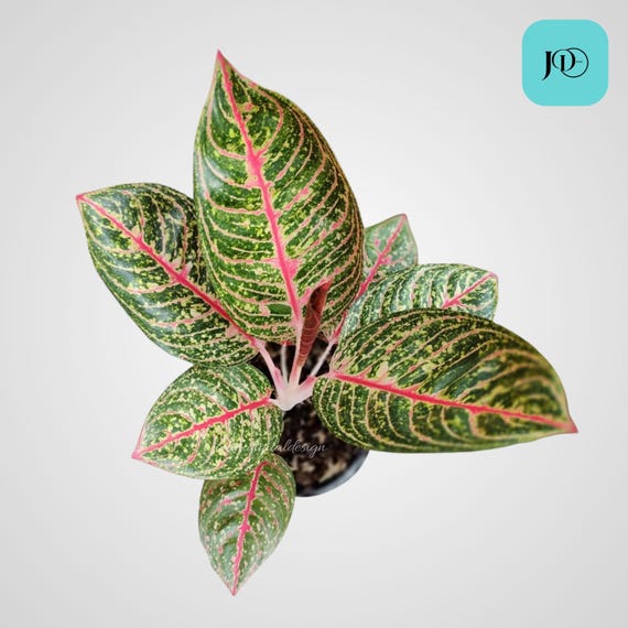 アグラオネマ ダイアナ ユニークな観葉植物 - Etsy 日本