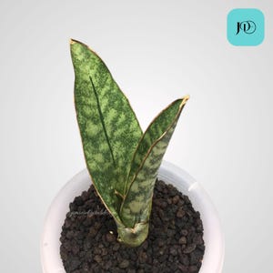 Sansevieria Malawi Bat Plant Unique Snake Plant