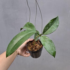 Hoya Monetteae Very Unique and Interesting Leaves Best Quality