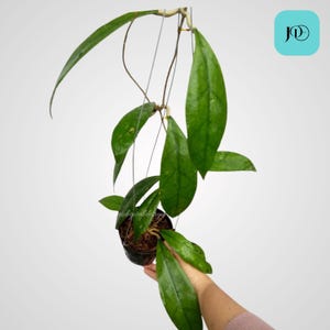 Hoya Putussibau Unique Tropical Plant