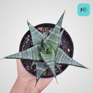 Sansevieria Blorong Unique Snake Plant