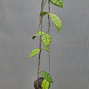 Hoya Callistophylla Chibi Einzigartige Tropische Pflanze