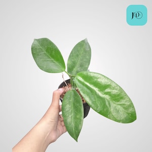 Hoya Inflata Unique Foliage Plant