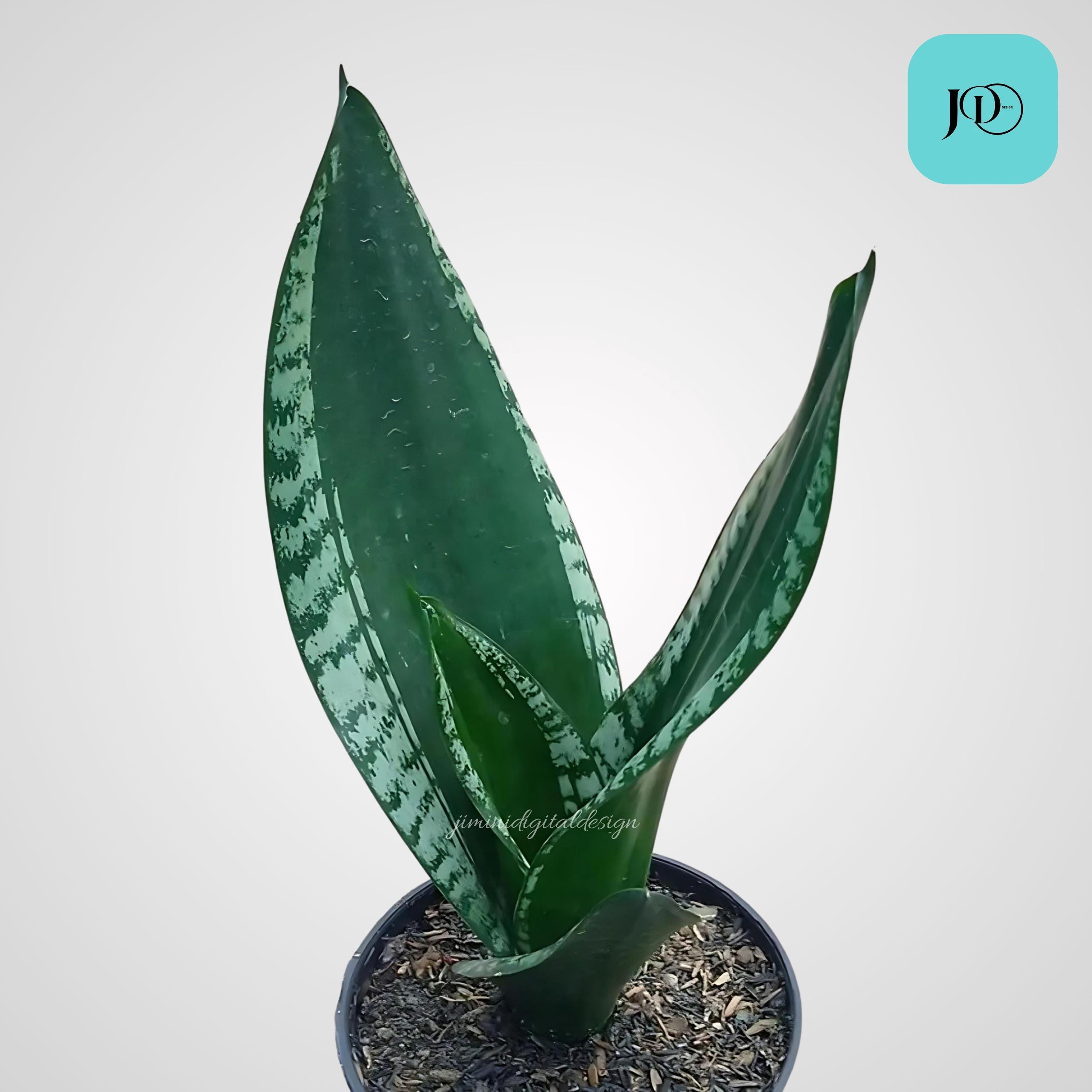 サンスベリア ビューティークイーン 蓮*子様 サンスベリア