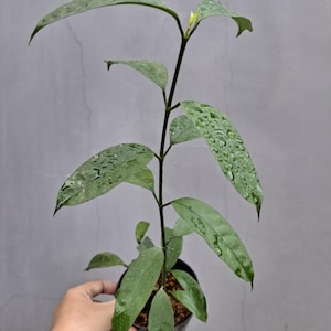 Hoya Occultata Very Unique and Interesting Leaves Best Quality