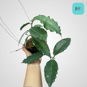 Planta tropical única Hoya Verstegii