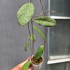 Hoya Tanggamus Unique Tropical Plant