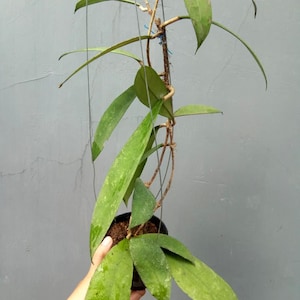 Hoya Lambii Unique Tropical Plant