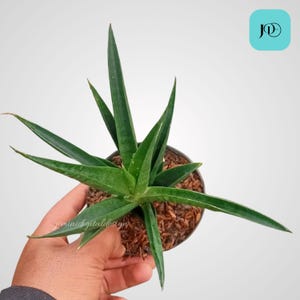Sansevieria Black Makayla Unique Snake Plant