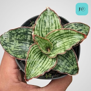 Sansevieria Cleopatra Unique Snake Plant