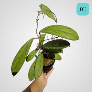 Hoya Lampung Unique Foliage Plant