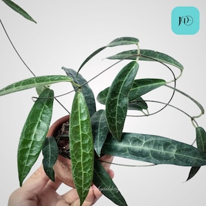 Hoya Hypolasia Unique Foliage Plant