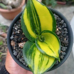 Sansevieria Green Mould Variegated Very Unique and Interesting Leaves Best Quality