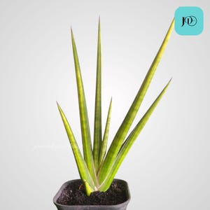 Sansevieria Royal Crown Variegated Unique Snake Plant