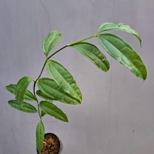 Hoya Medinillifolia Unique Tropical Plant