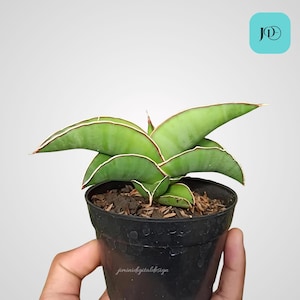 Sansevieria Robusta Dwarf Unique House Plant