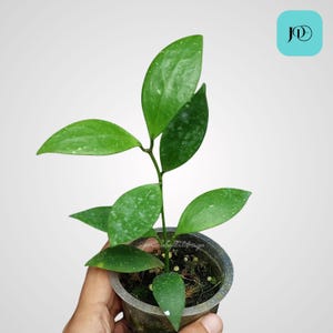 Rare Hoya Minahassae, Tropical Indoor Plant, Easy Care Houseplant for Home Decor