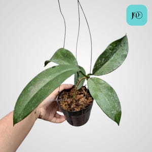 Seltene Hoya Monetteae, tropische Zimmerpflanze, pflegeleichte Zimmerpflanze für die Inneneinrichtung