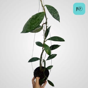 Hoya Rundumensis Unique Tropical Plant