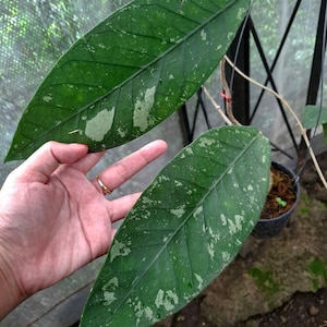 Hoya Sp Aceh Splash Unique Tropical Plant
