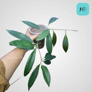 Hoya Nicholsoniae, rara planta tropical de interior, de fácil cuidado y decoración del hogar.