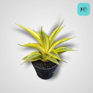Variegated Sansevieria Cordova Unique Snake Plant