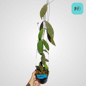 Hoya scortechinii, planta tropical de interior, de fácil cuidado y decoración del hogar.