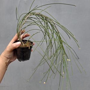 Hoya Spartioides Sehr Einzigartige und Interessante Blätter Beste Qualität