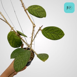 Hoya Tanggamus Oval Unique Tropical Plant